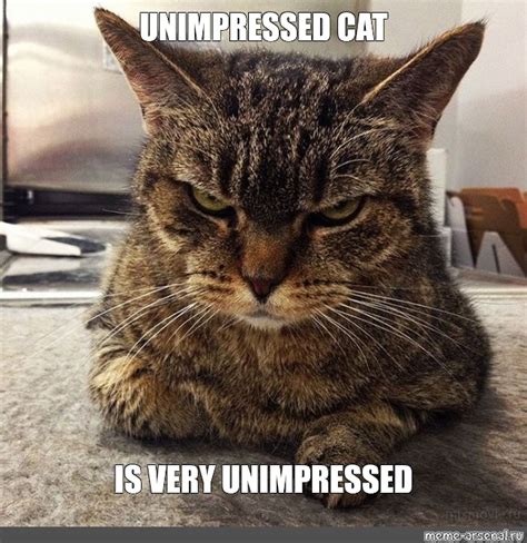 unimpressed cat meme